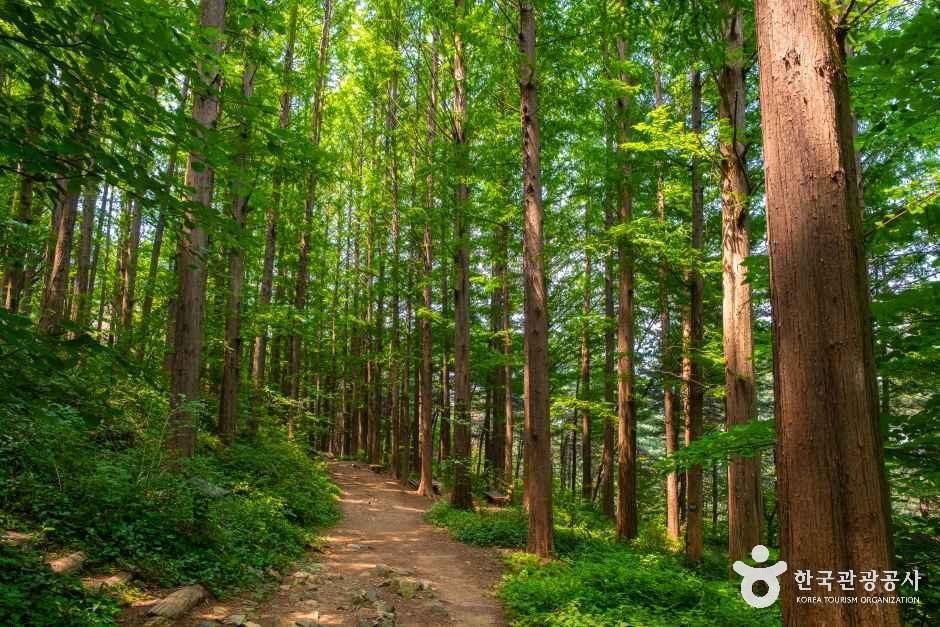 thumbnail-서대문 안산(안산자락길)-6