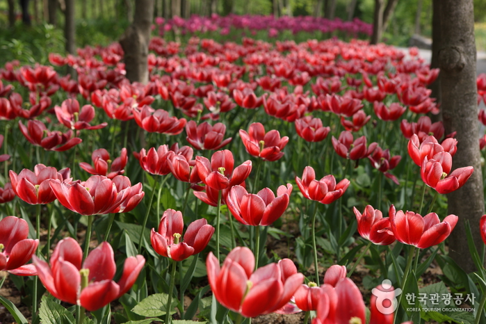 Hantaek Botanical Garden (한택식물원)
