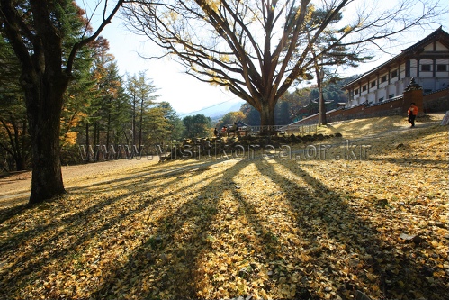Guryongsa Temple (구룡사)