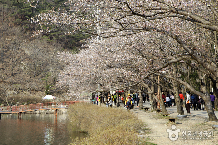 탑영제 저수지의 벚꽃길 벤치는 잠시 쉬어가며 봄을 즐기기에 적격이다.
