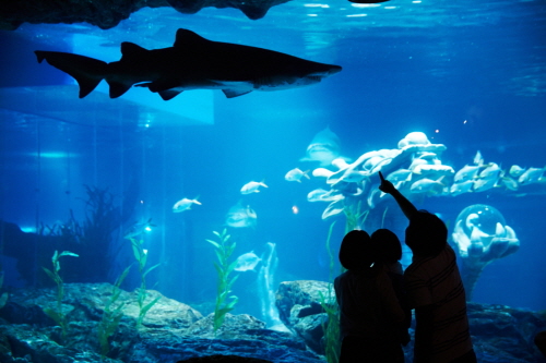 Aquarium de Busan SEA LIFE (SEA LIFE 부산아쿠아리움)