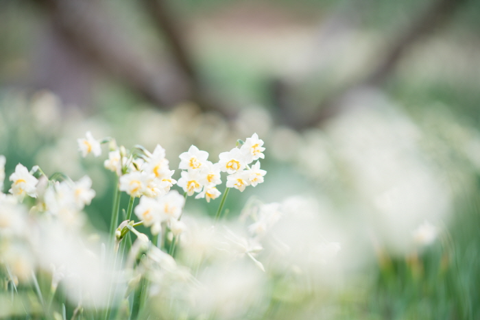 제주 한림공원 수선화 축제3