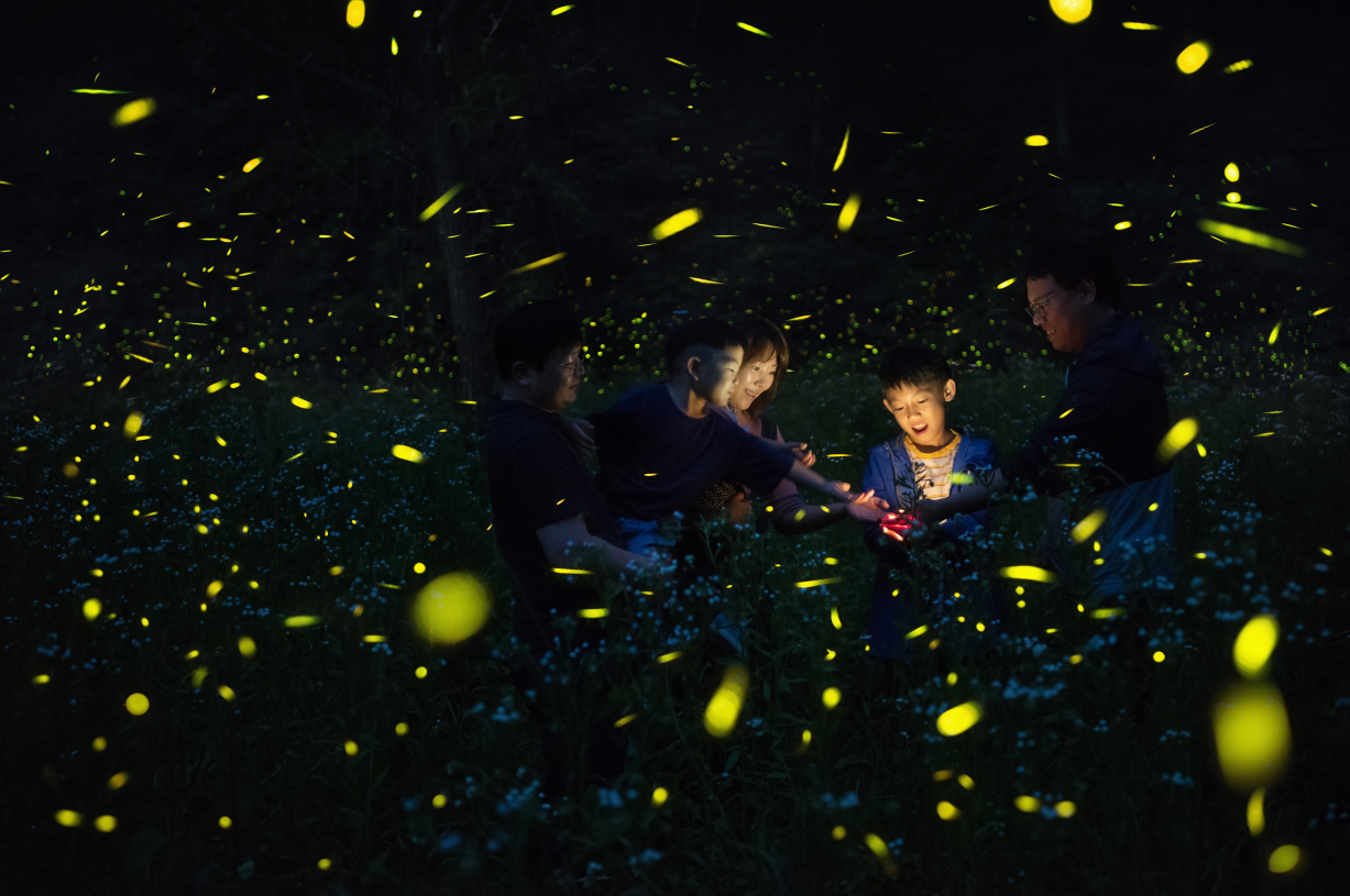 Muju Firefly Festival (무주 반딧불축제)