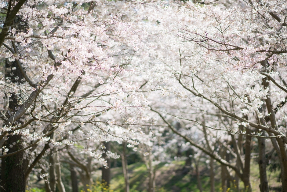 제주 한림공원 왕벚꽃축제 (9)