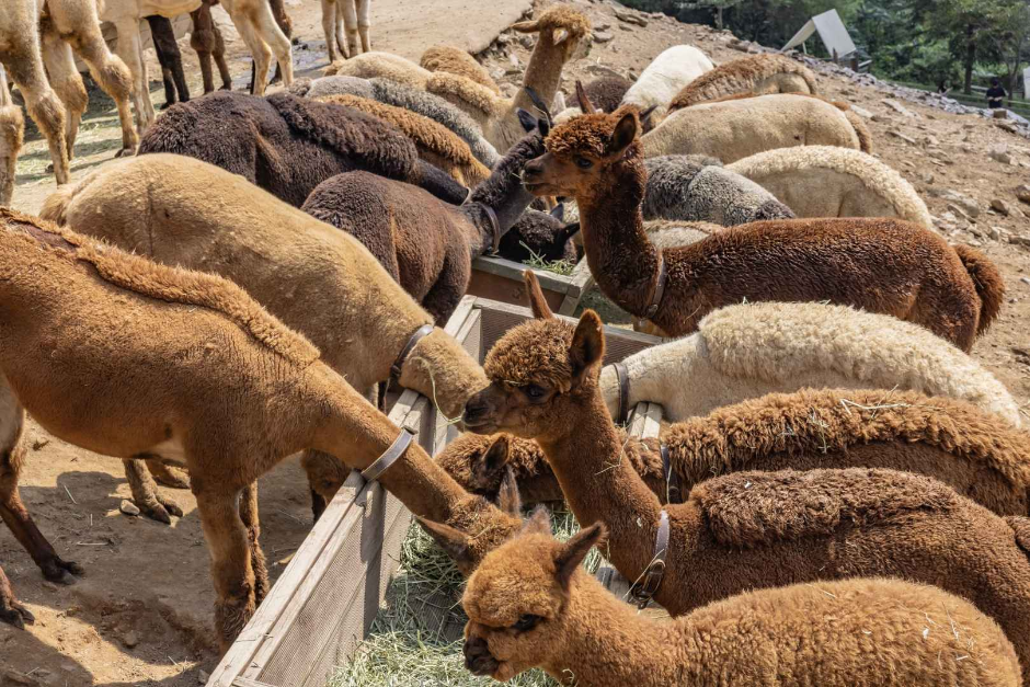 Alpaca World (알파카월드)