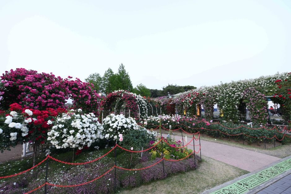 thumbnail-곡성세계장미축제-30