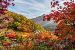 Hwadam Botanic Garden (화담숲)