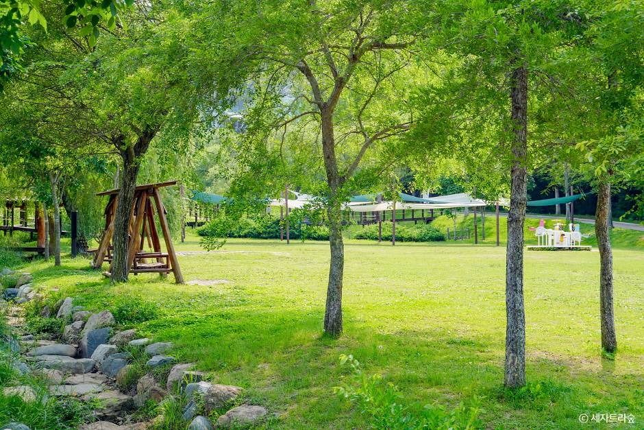 통영RCE세자트라숲