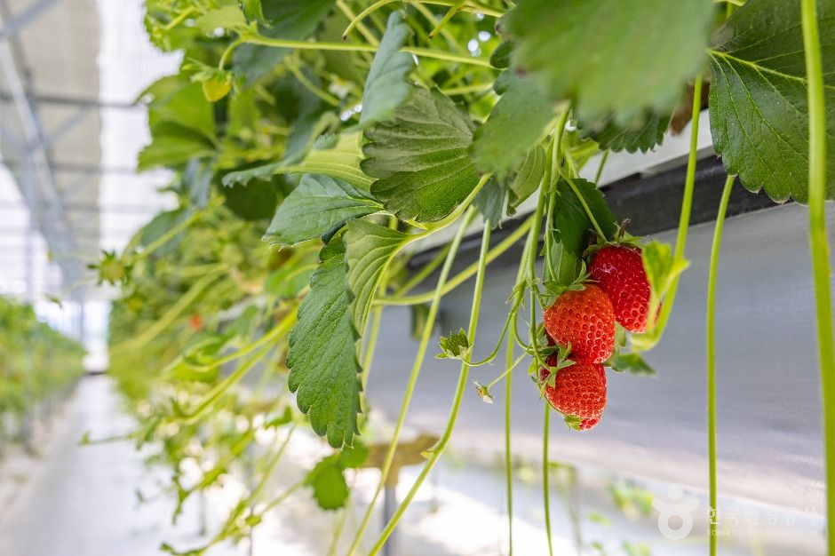 thumbnail-또로롱딸기-8