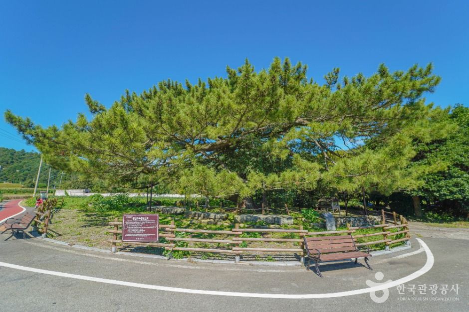 장흥 옥당리 효자송