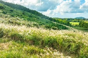 제주_손지오름 (2)