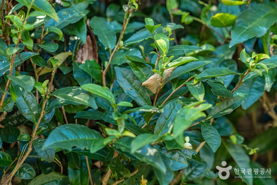 thumbnail-구례장죽전녹차시배지-3