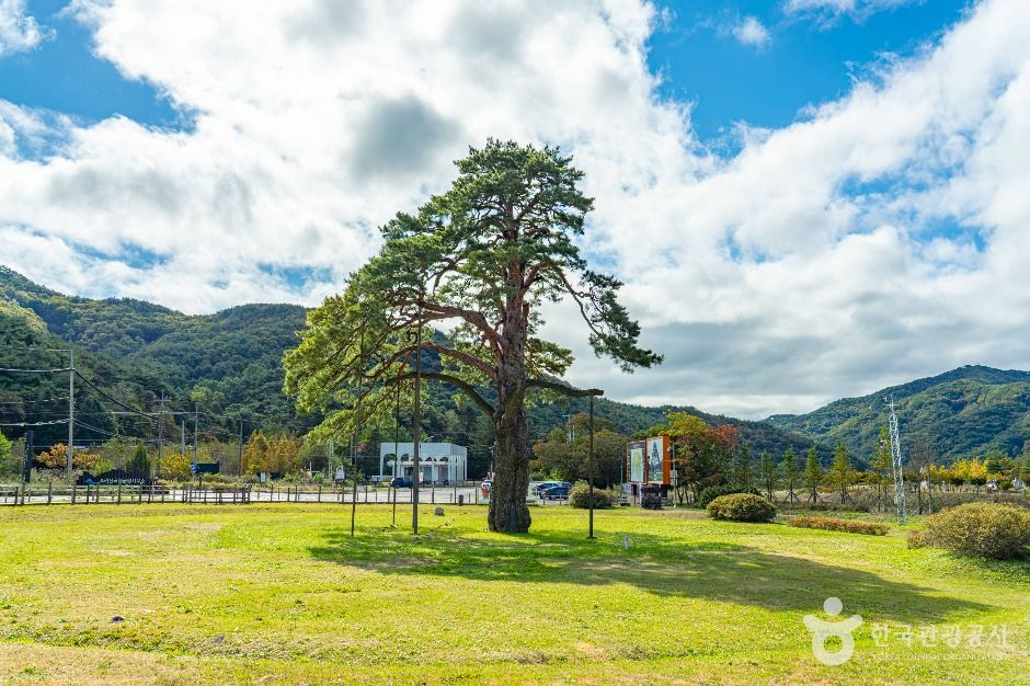 보은 속리 정이품송
