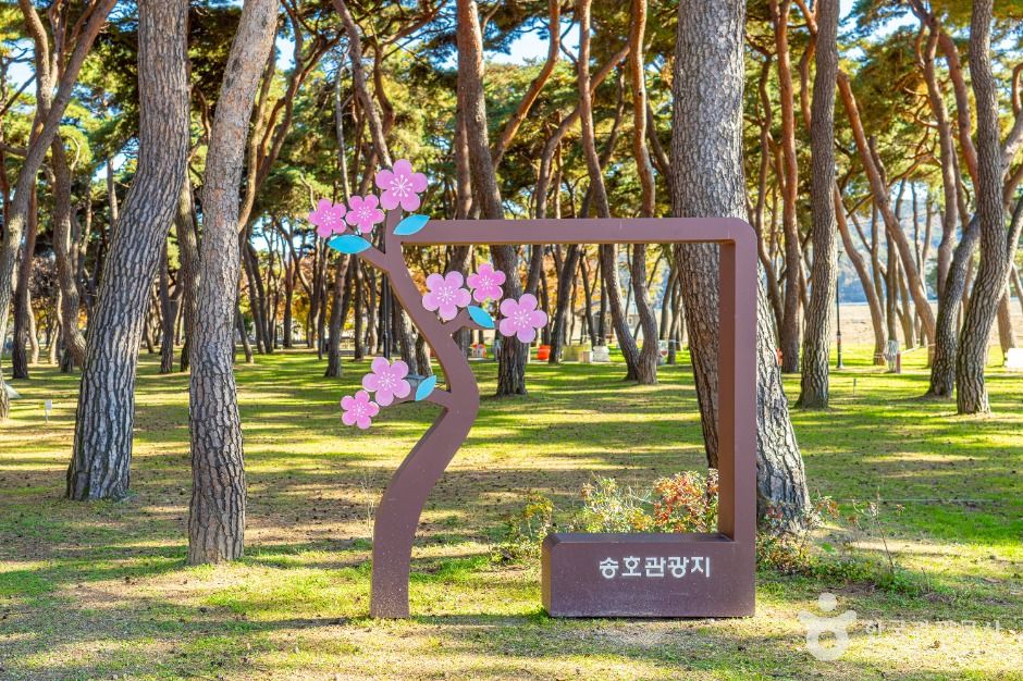 thumbnail-송호리송림-2