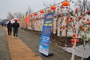 2025 논산양촌곶감축제 3