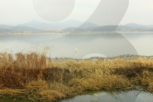 창녕 우포늪 사진32