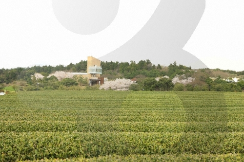 [제주올레 14-1코스] 저지-무릉 올레0