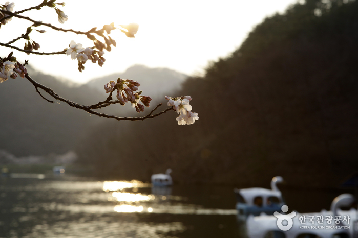 해질녘 저수지 풍경에 벚꽃이 어우러져 또 다른 감흥을 자아낸다.
