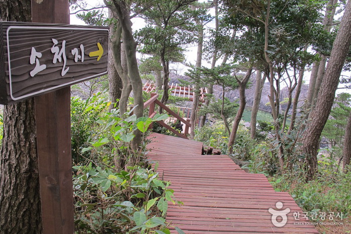 [제주올레 6코스] 쇠소깍-서귀포 올레7