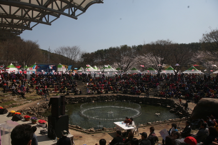 팔공산 벚꽃축제 20190
