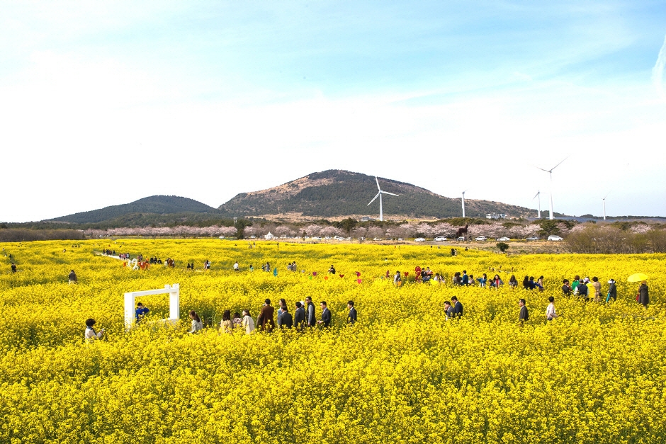 Seogwipo Rapsblütenfestival (서귀포유채꽃축제)