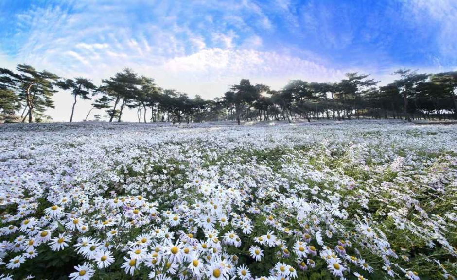 정읍 구절초 꽃축제