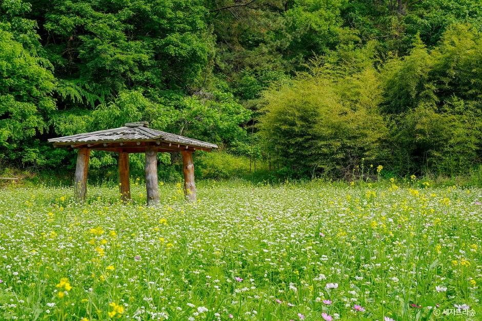 통영RCE세자트라숲