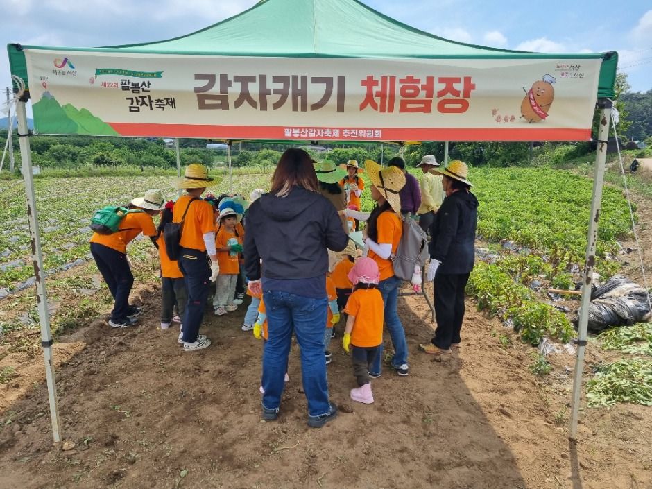 팔봉산 감자축제