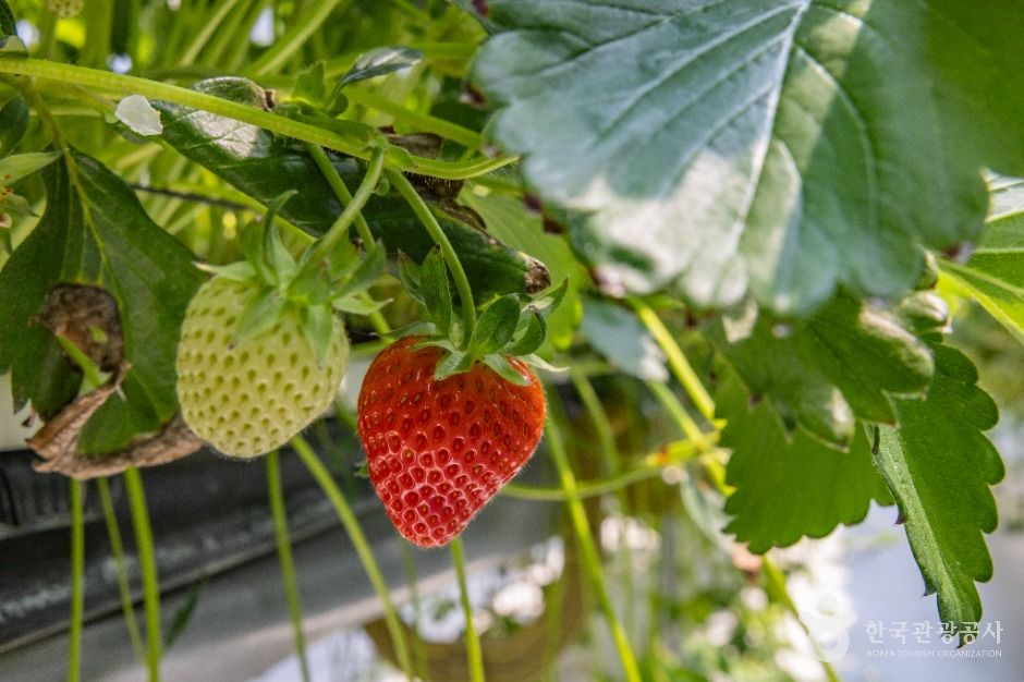 thumbnail-또로롱딸기-9