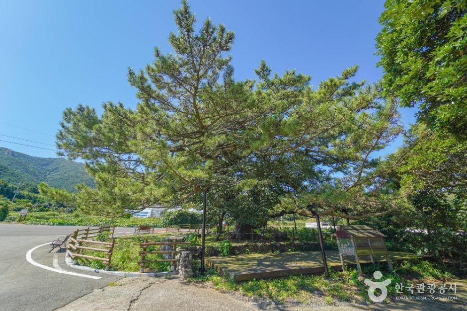 장흥 옥당리 효자송