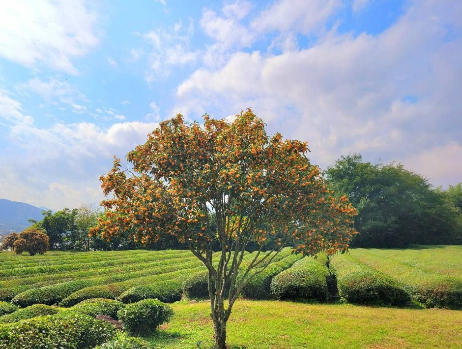 thumbnail-매암차박물관-3