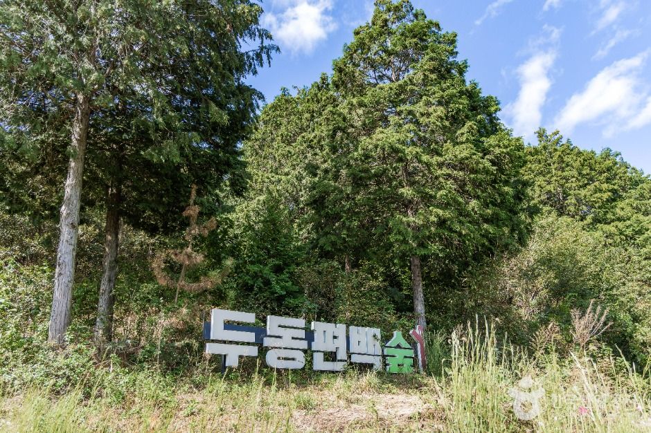 두동편백나무숲