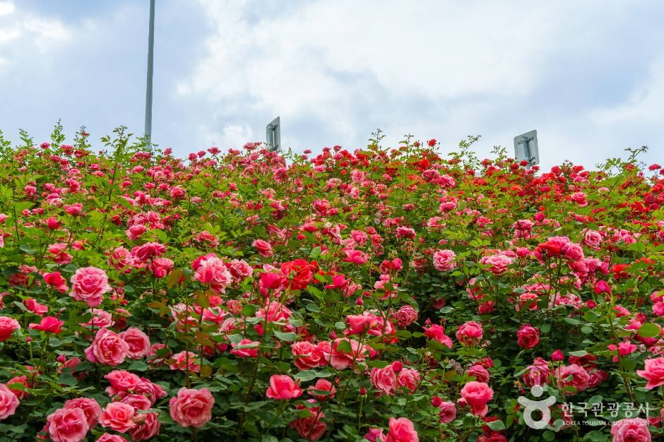 중랑장미공원