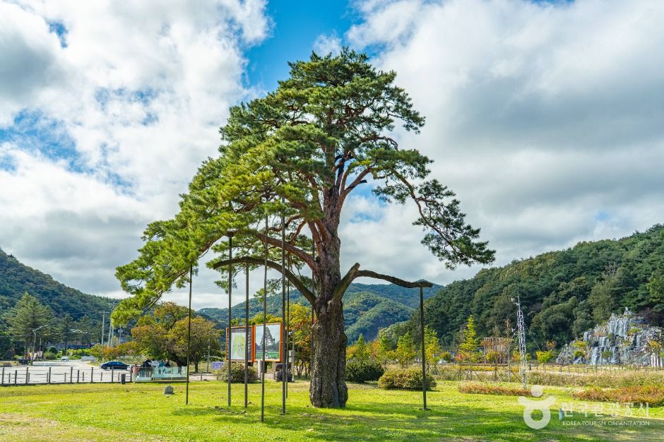 보은 속리 정이품송