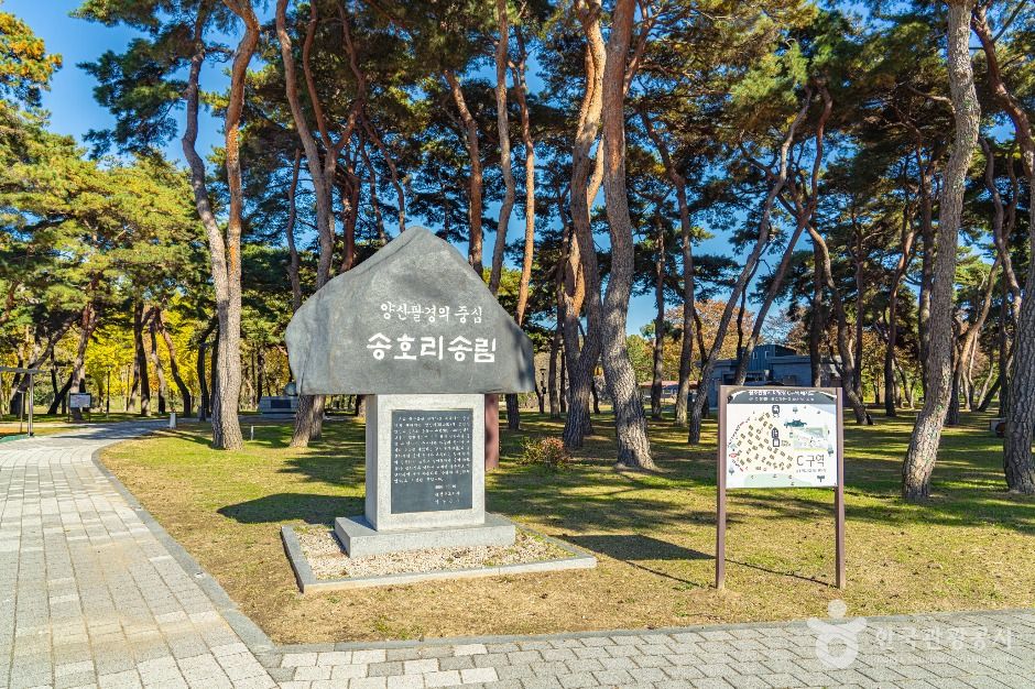 thumbnail-송호리송림-3