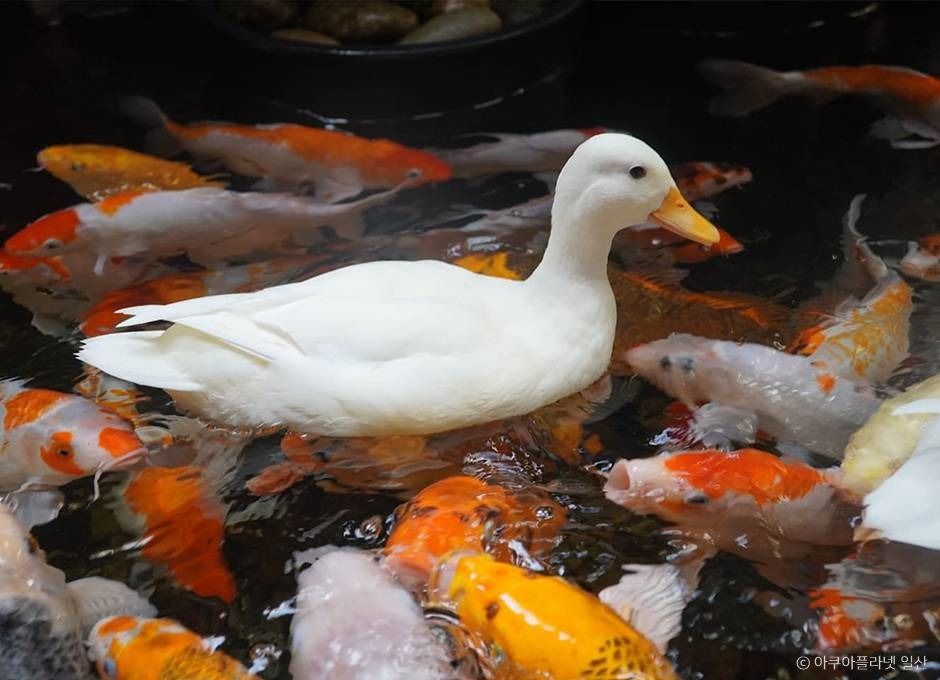 아쿠아플라넷 일산