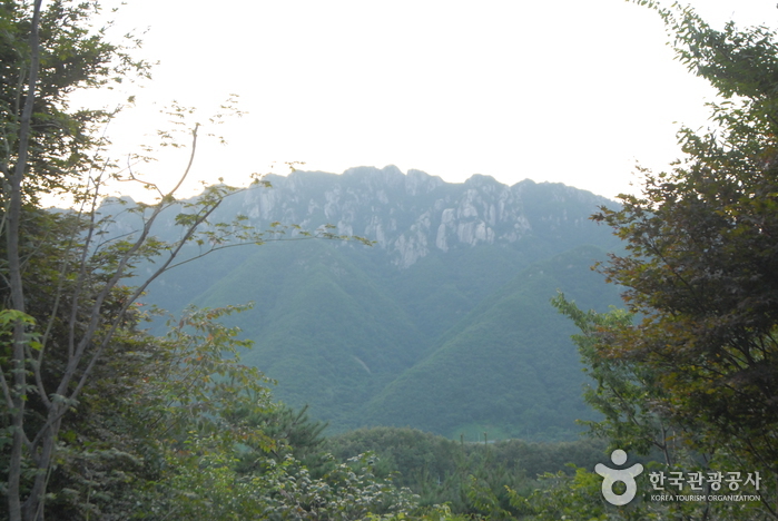 La forêt Jinsan (대둔산자연휴양림)