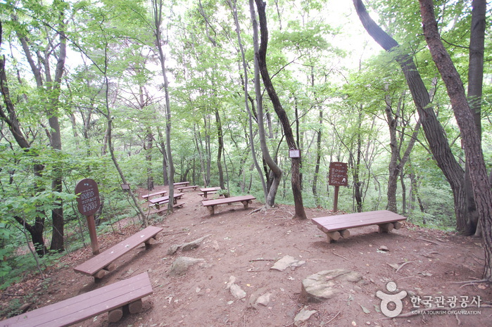 Wald im Seoul Grand Park (서울대공원 산림욕장)