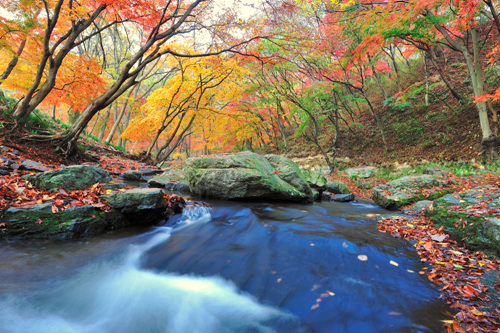 선운산도립공원 사진21