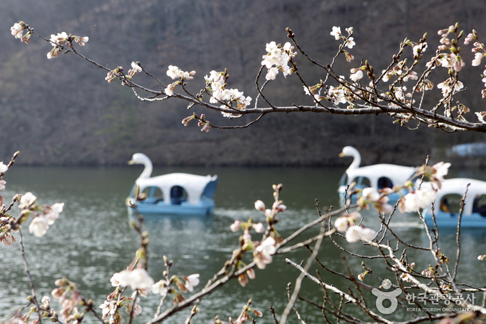전북_진안_‘벚꽃 엔딩’은 탑사 가는 길목에서, 마이산 벚꽃길08