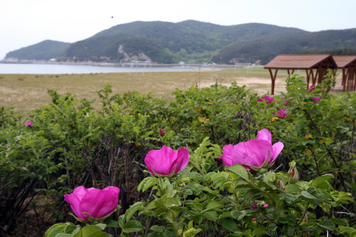 thumbnail-Field of Reeds on Deokjeokdo Island (덕적도 갈대 군락지)-13