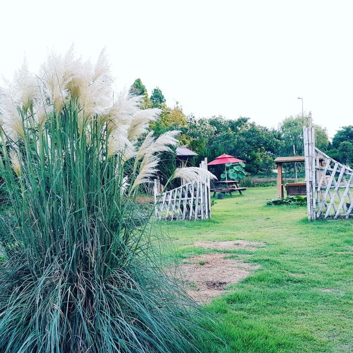 팜파스 축제 20200