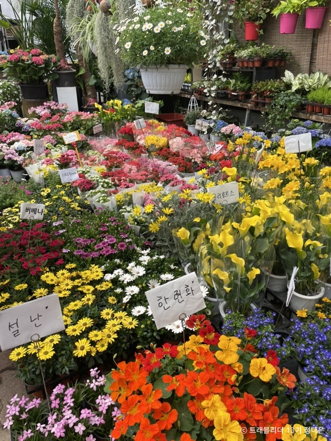 양재꽃시장