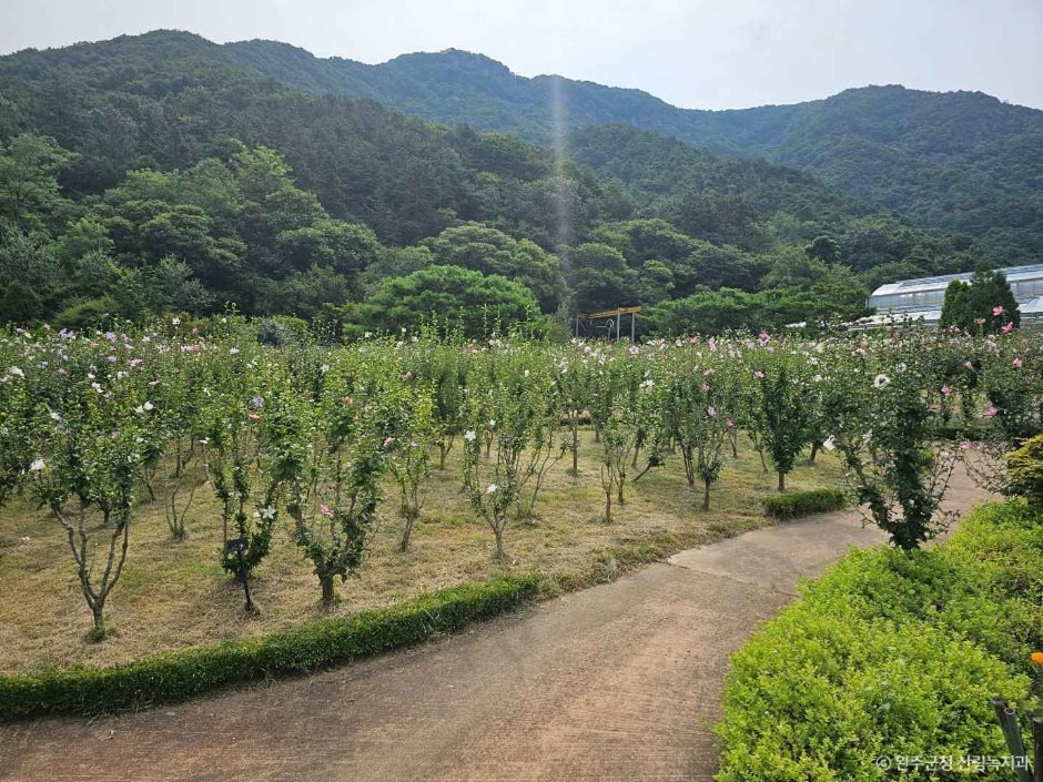 완주 고산공원 무궁화테마식물원