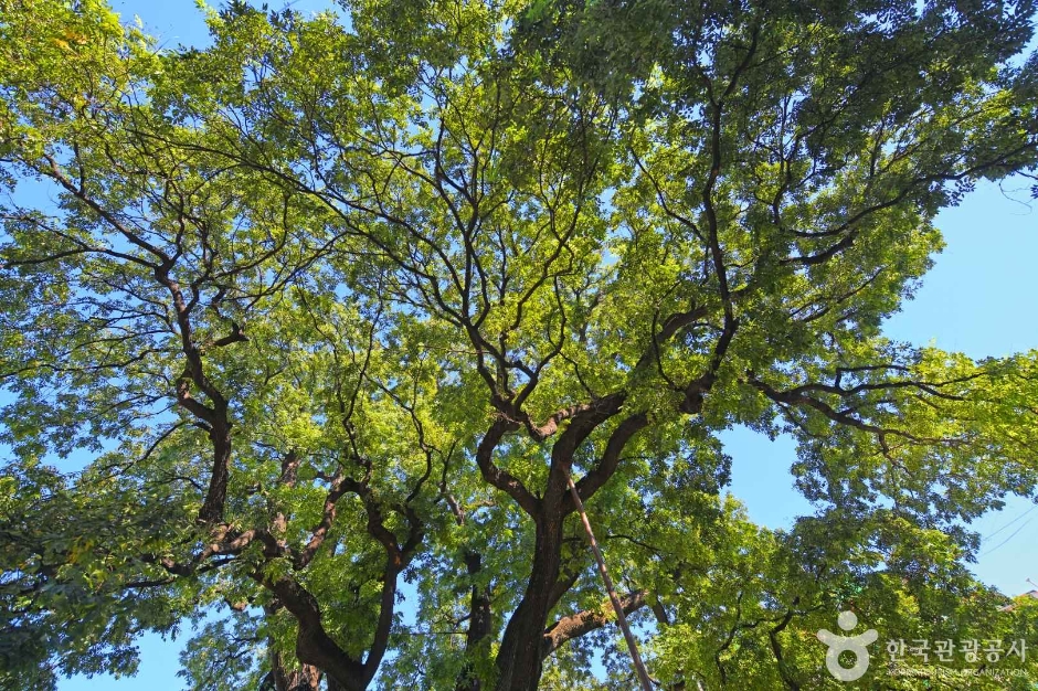 thumbnail-인천 신현동 회화나무-14