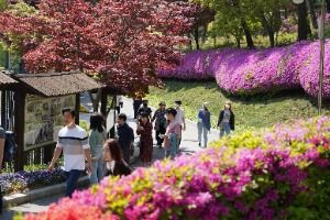  2025 청남대 봄꽃축제 영춘제 2