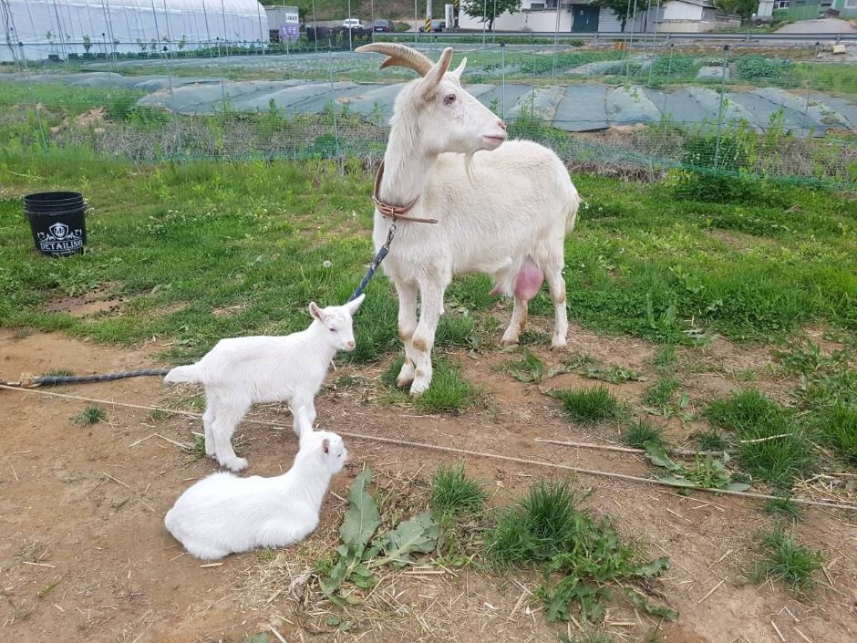 나눔농장(파주)