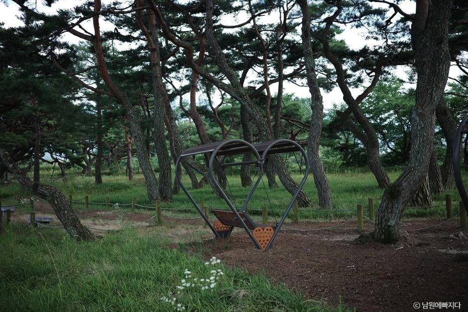 서어나무 숲