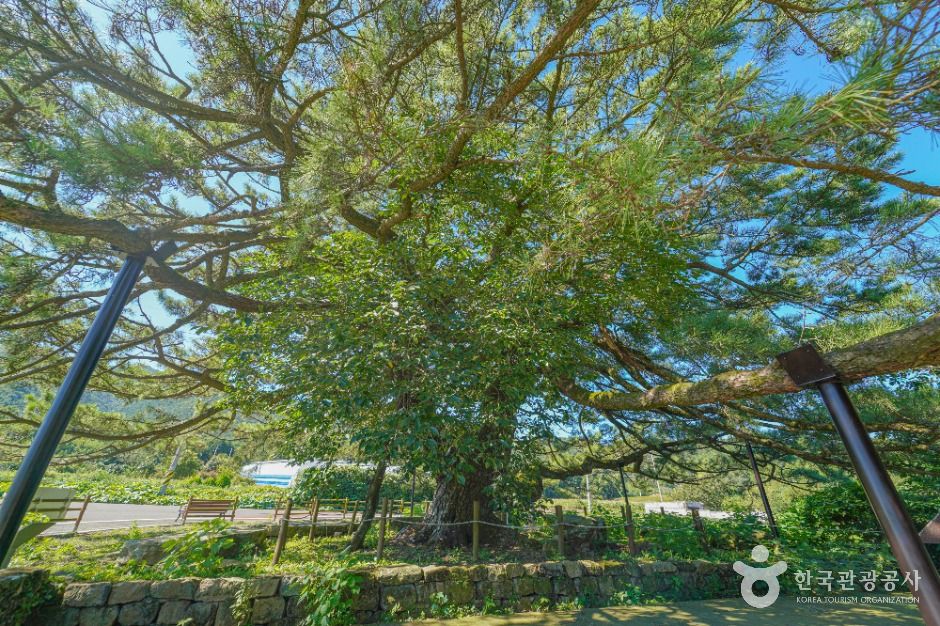 장흥 옥당리 효자송