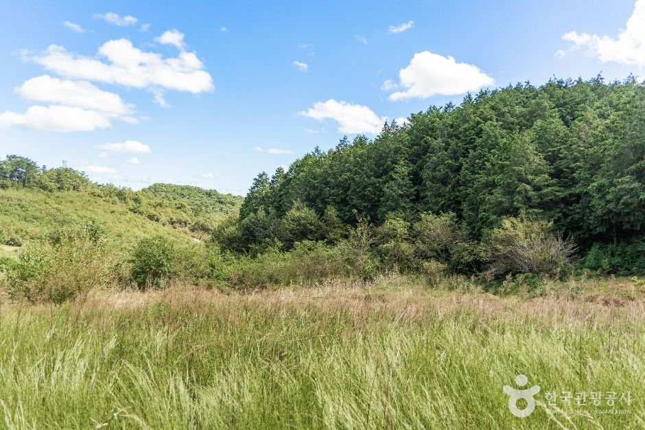 두동편백나무숲